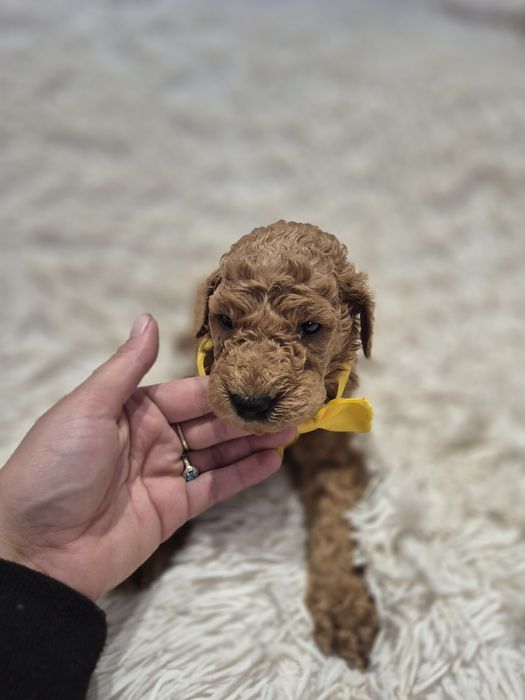 Goldendoodle f1b standard red-brown red