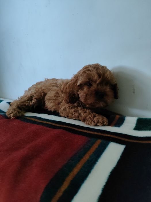 Cavapoo piesek cavalier pudel