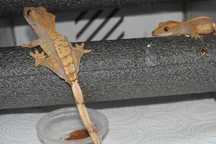 Gekon orzęsiony - Ikola Wrocław - Correlophus ciliatus