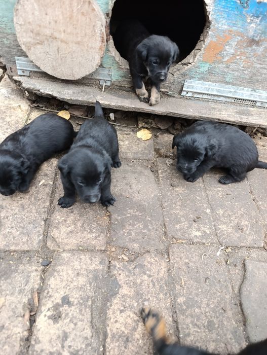 Отдам щенков  мама такса папа неизвестно