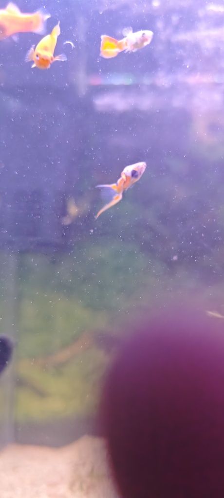 Guppys snakeskin