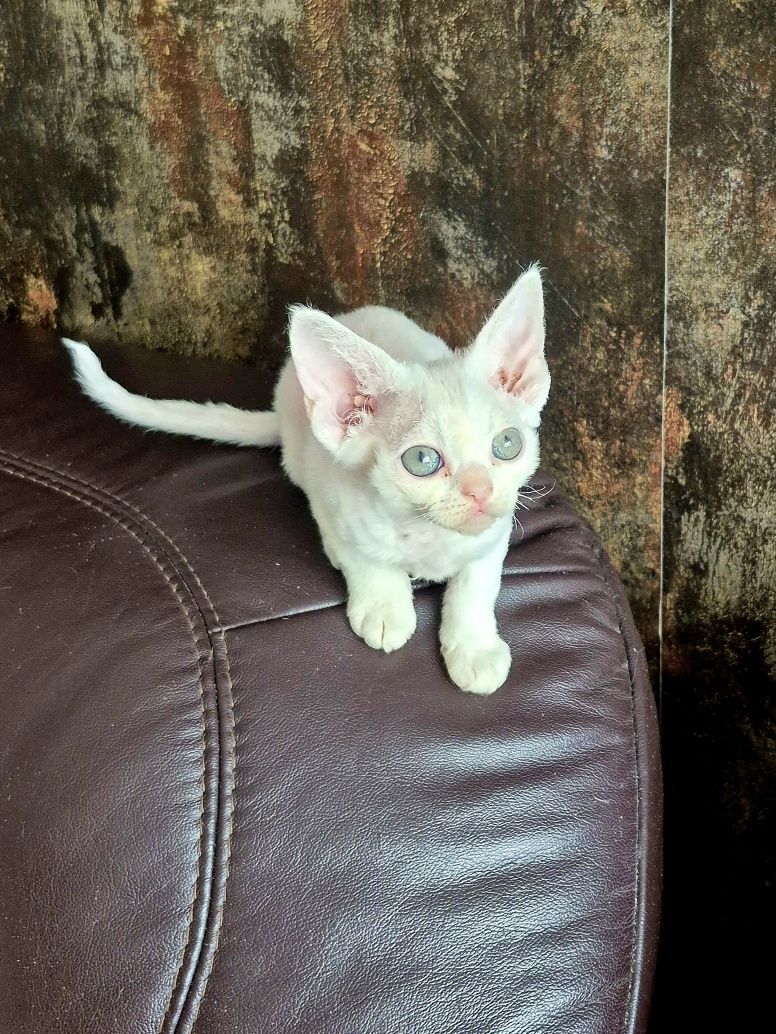 Koteczka Devon Rex