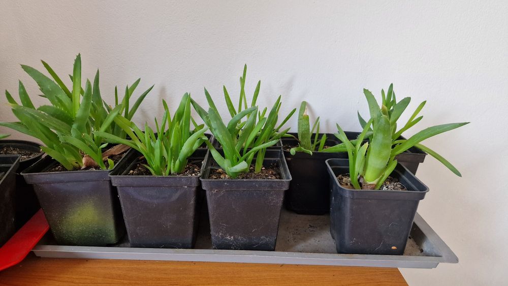 Aloes jednoroczny i dwuletni