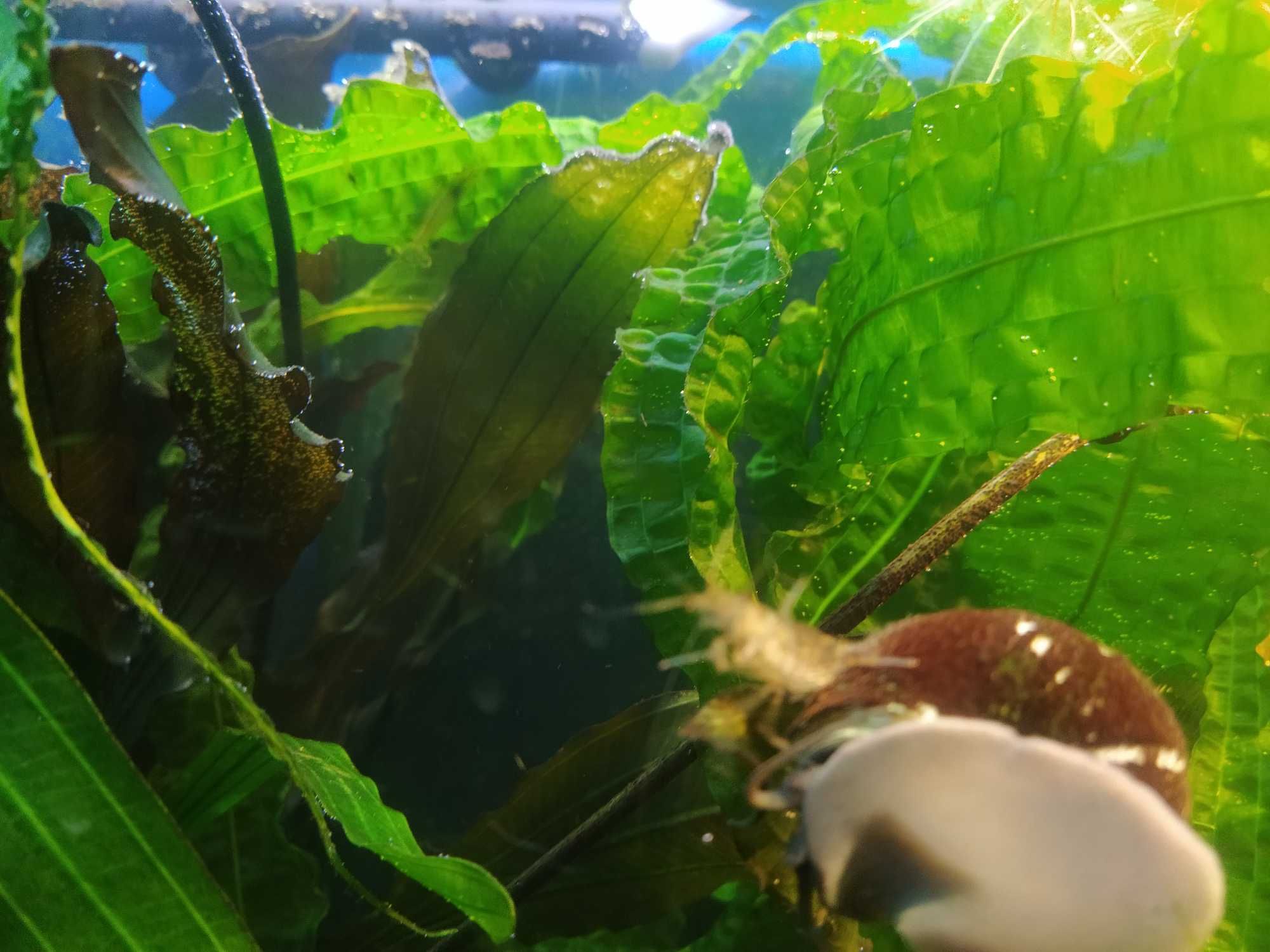 Креветки Амано (Caridina multidentata) своего разведения