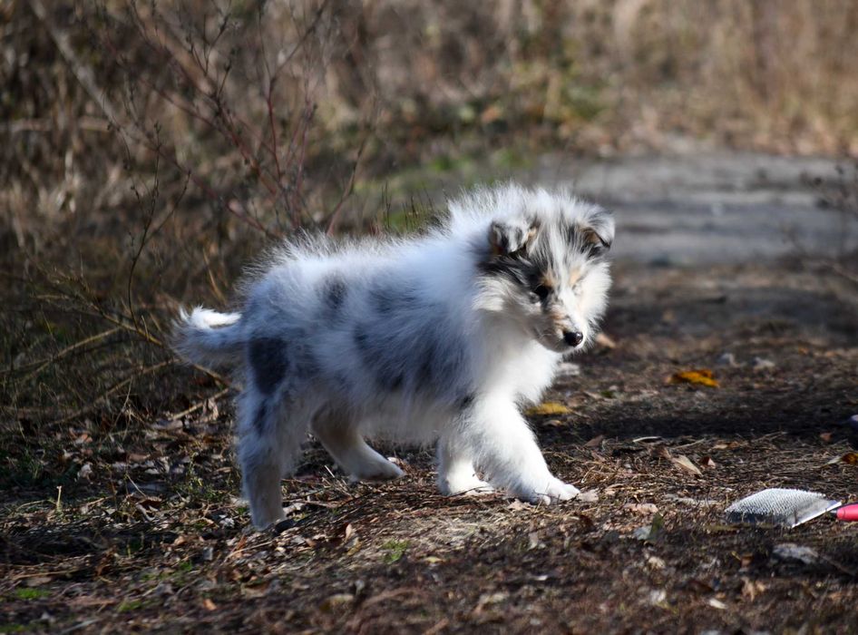 Хлопчик коллі мрамор