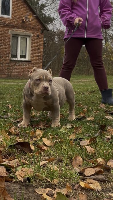 Anerican Bully ABKC pocket