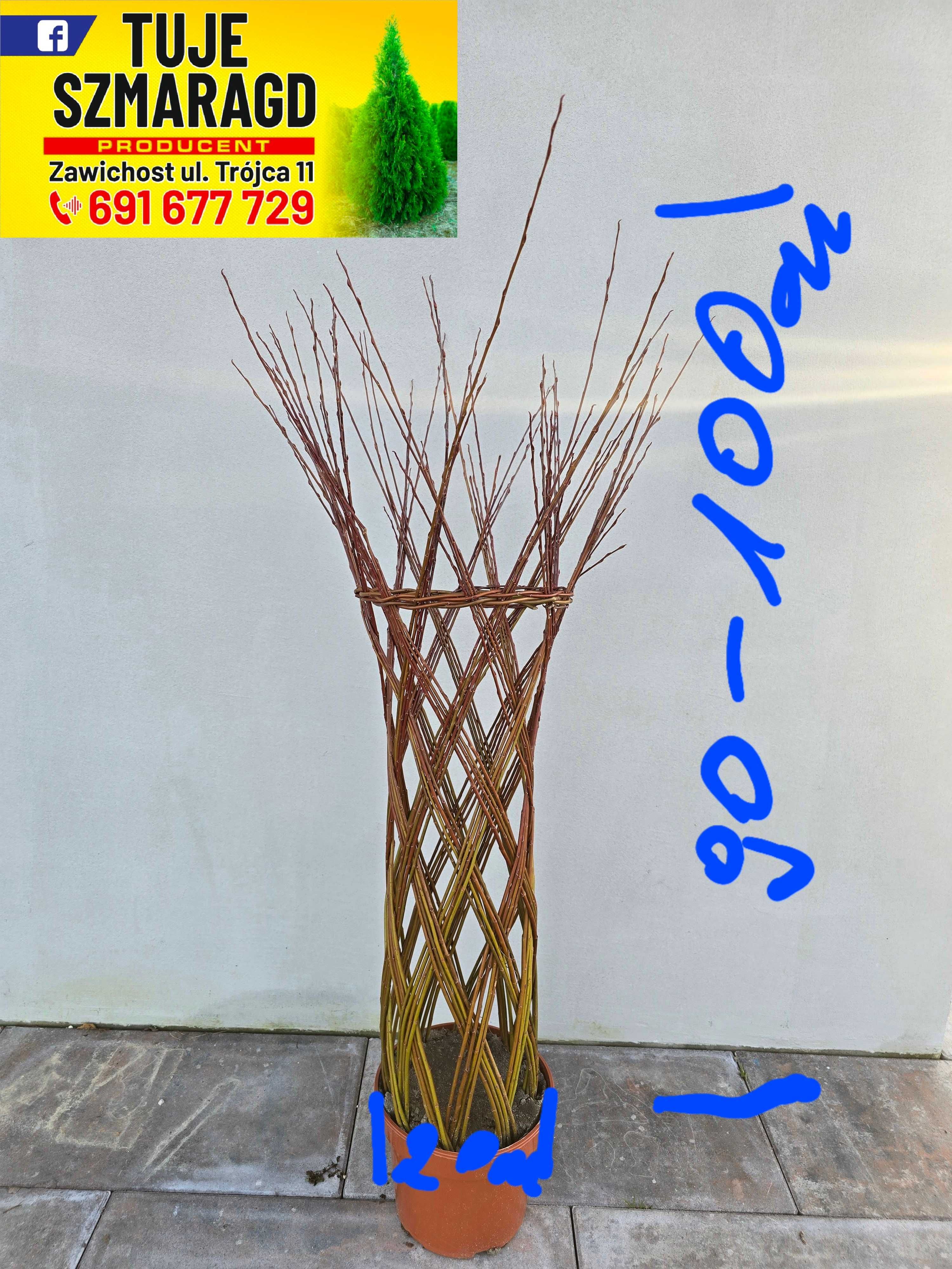 Wierzba pleciona Salix Americana 100cm Polska palma