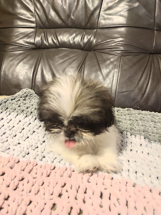 Shihtzu tricolor piesek