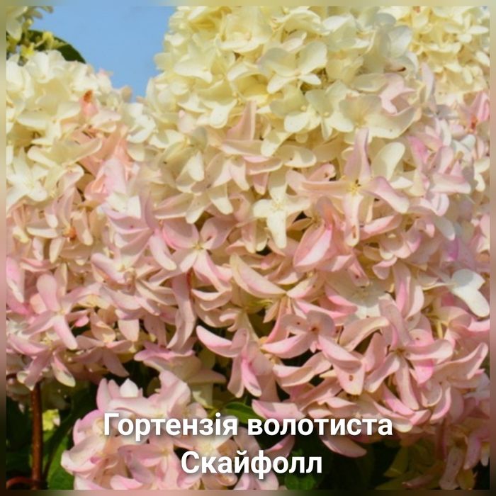 Гортензія морозостійка