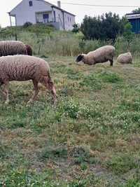 Ovelhas cabras e cadela virar gado