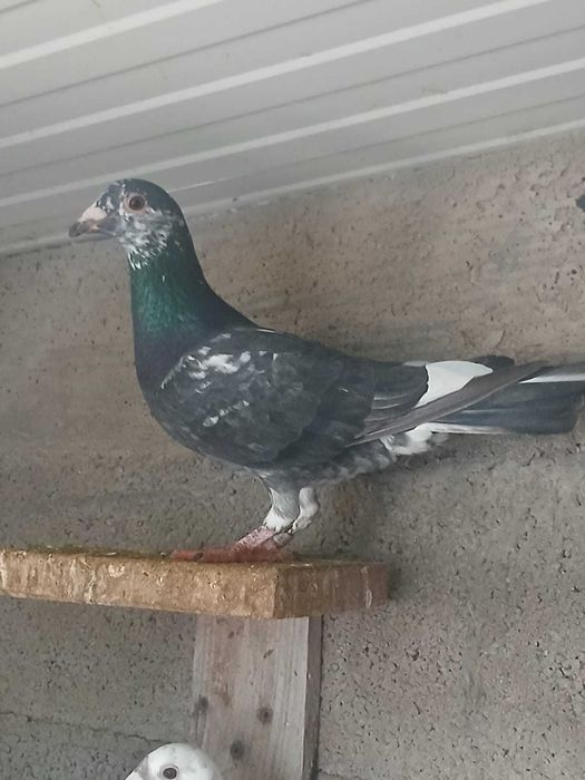 Pombos correios 2025