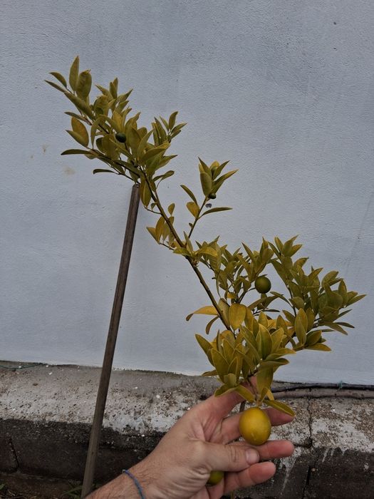 Limequat planta ja com 2 anos e ta,  pouco amarelo por falta de ferro