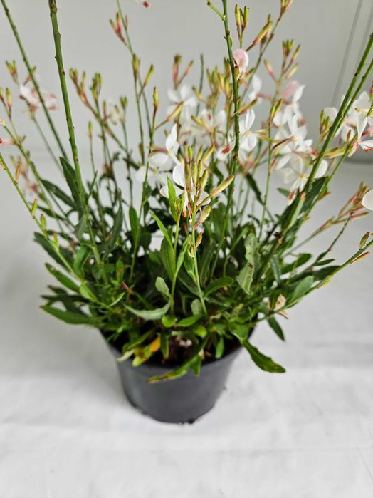 Gaura Graceful White 70 cm – bylina o białych kwiatach C2