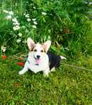 Welsh Corgi Pembroke piesek tricolor, długi ogonek ALO