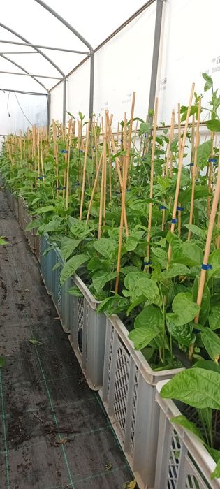 Framboesa e Maracujá