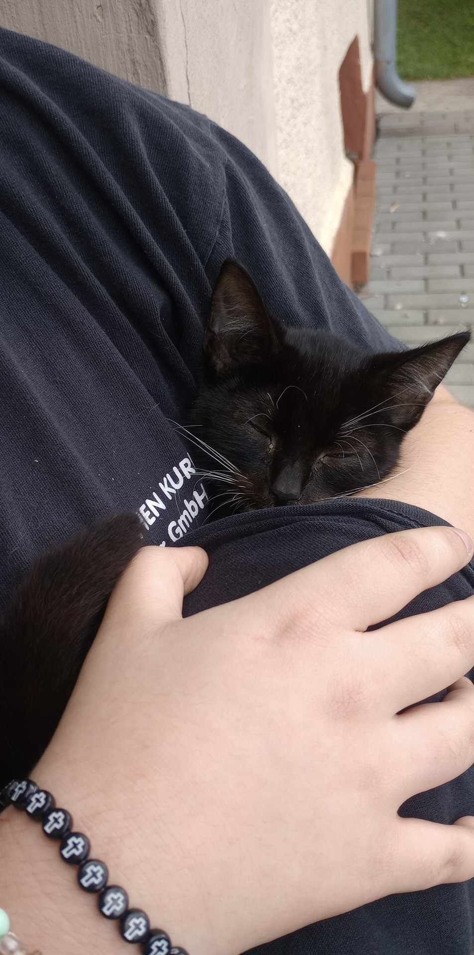 kotek do oddania