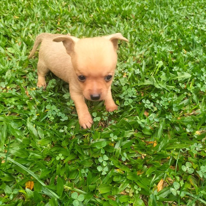 Pisncher super mini macho