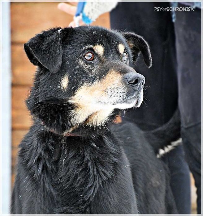 Gluś – swojego opiekuna pokocha całym psim sercem