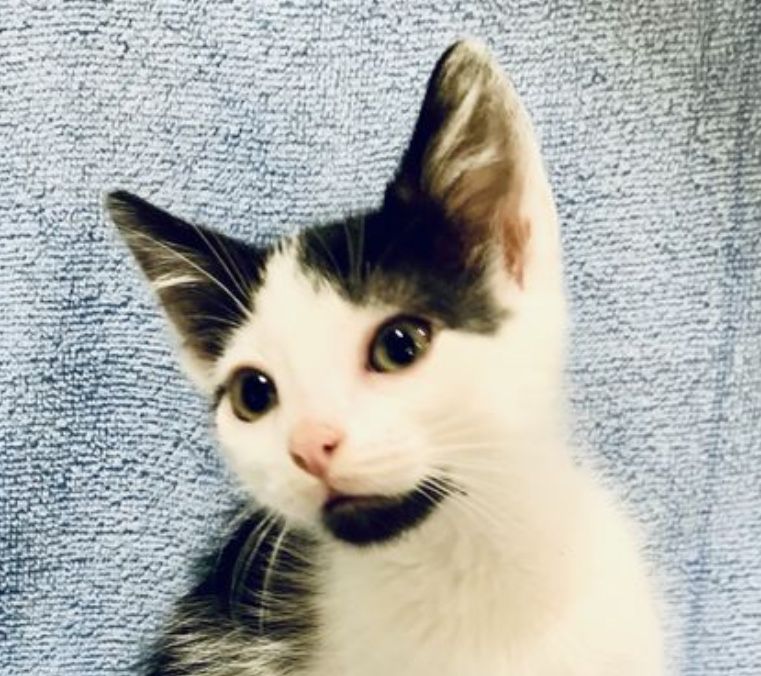 Котенок 3мес белый с черный котик котята кошеня чорне с білим