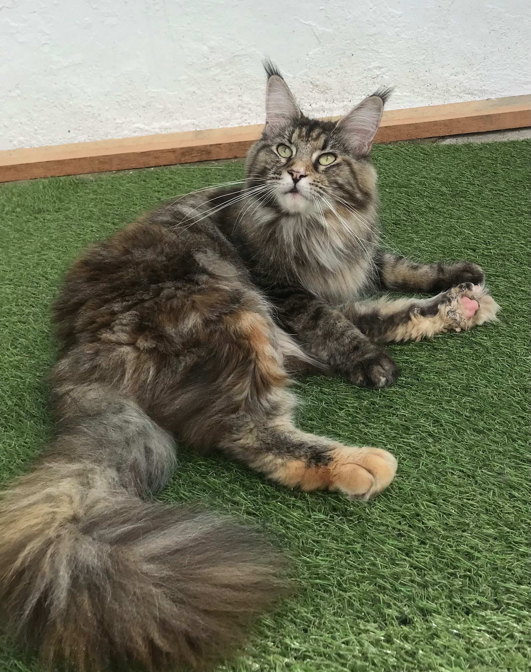 Maine Coon  -  XXL com LOP