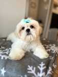 Pies Shih-Tzu z rodowodem