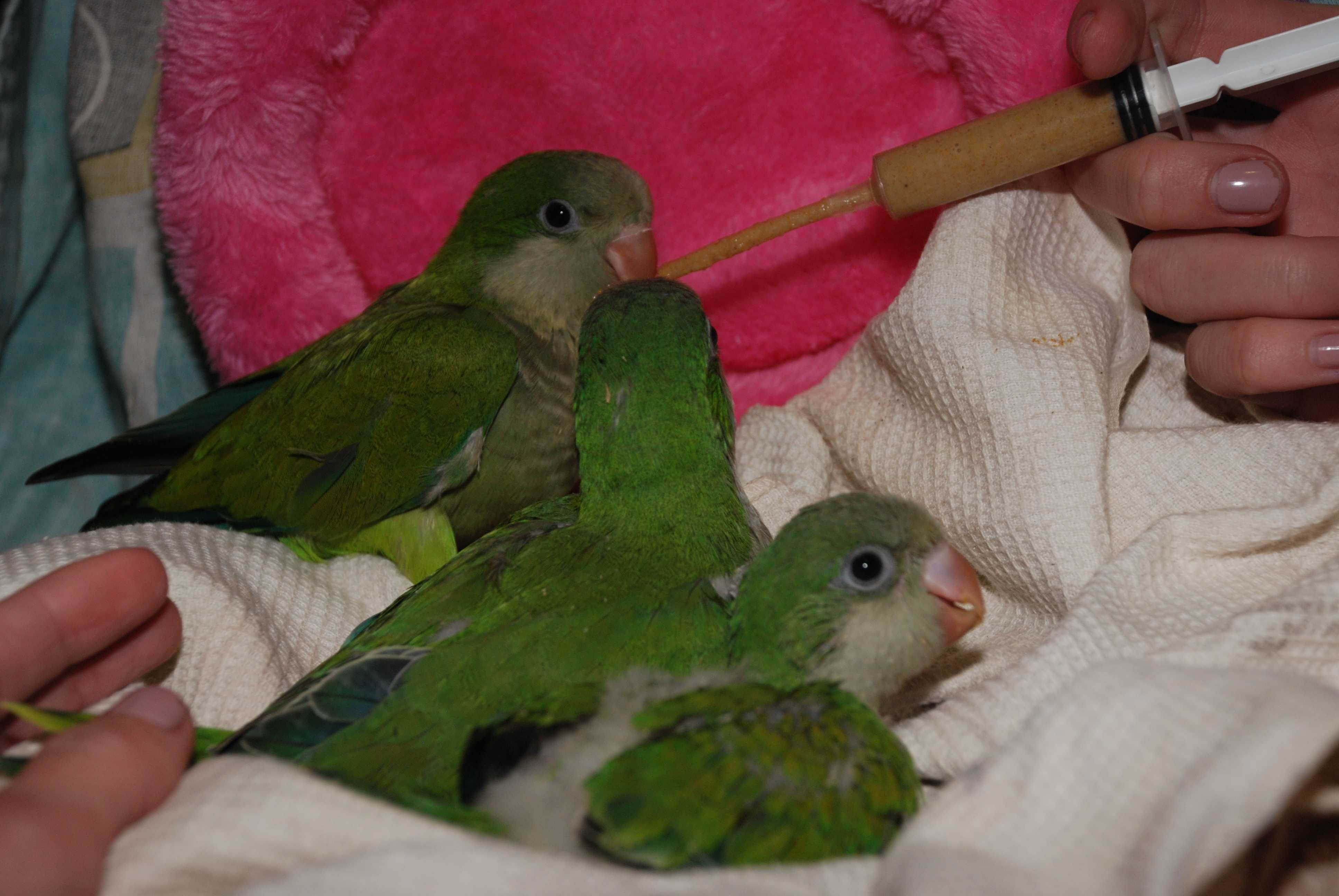 Попугай для деток, ручной Калита Монах, синего и зеленого цвета