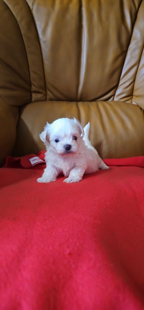 Maltipoo mini piesek