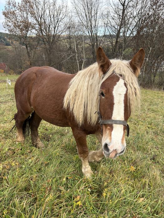 Sprzedam klacz 2,5 letnią