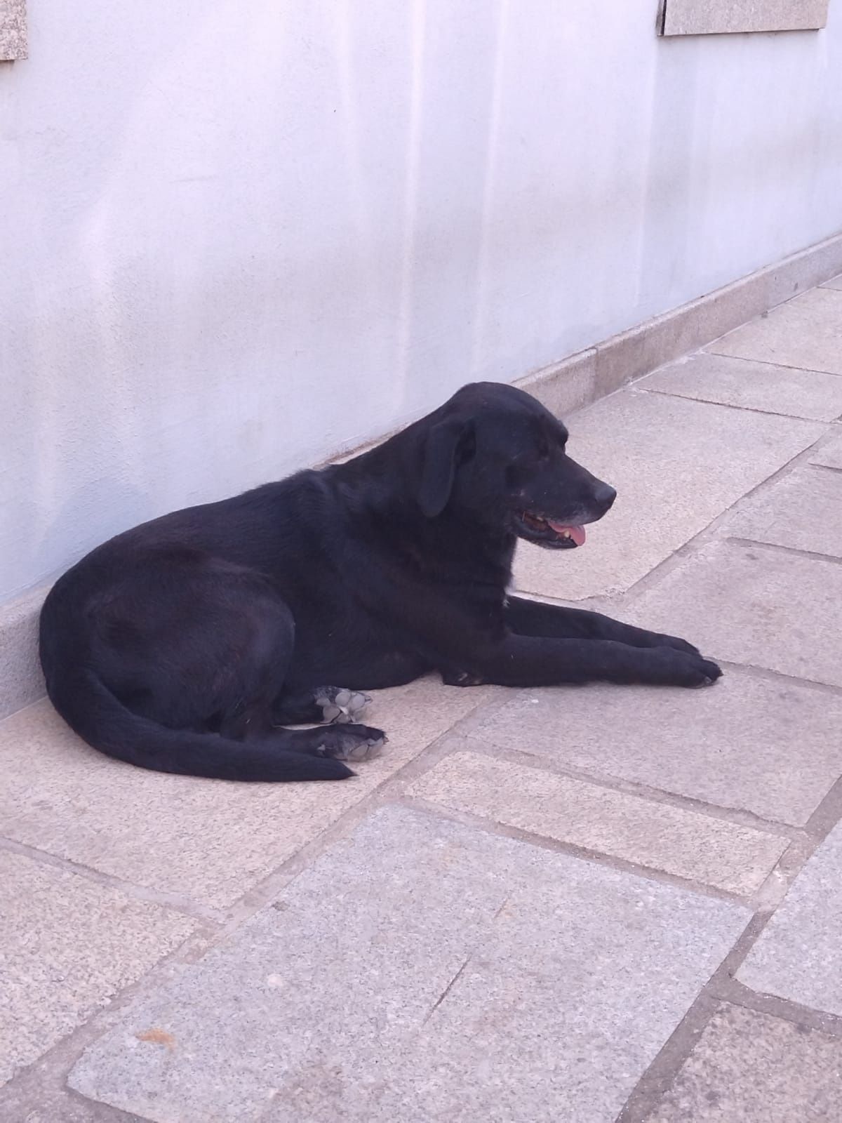 Doar caes  labrador e Castro laboreiro
