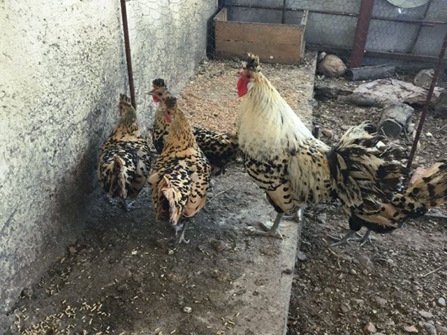 Інкубаційне яйце. Курчата, Аппенцеллер блакитні, лимон, чорні.