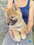 Shiba śliczny piesek