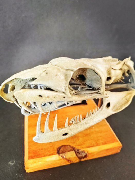 Jibóia titã Crânio- titanoboa