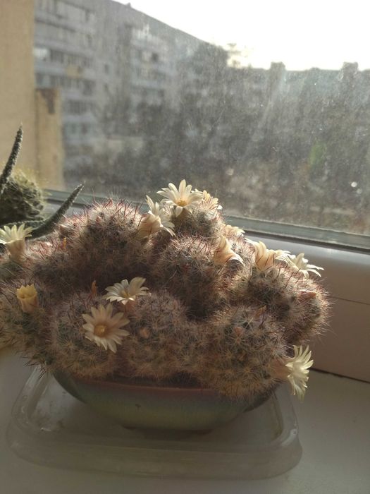 Кактус маммилярия