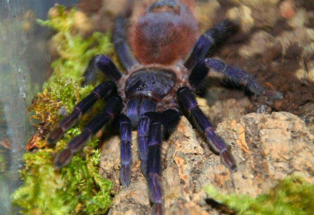 Синий паук птицеед для новичков экзотическое животное