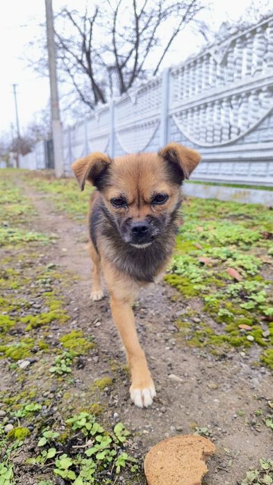 Віддам у добрі руки