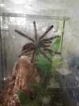 Caribena (ex. Avicularia) versicolor ptasznik z terrarium