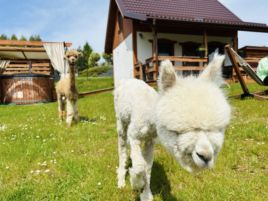 Domki Eden z balią Szwajcaria kaszubska mini zoo sauna