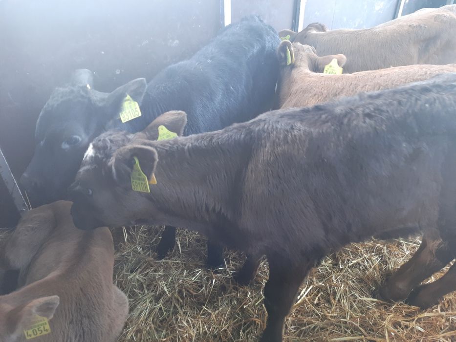 Byczki miesne Wyszkow