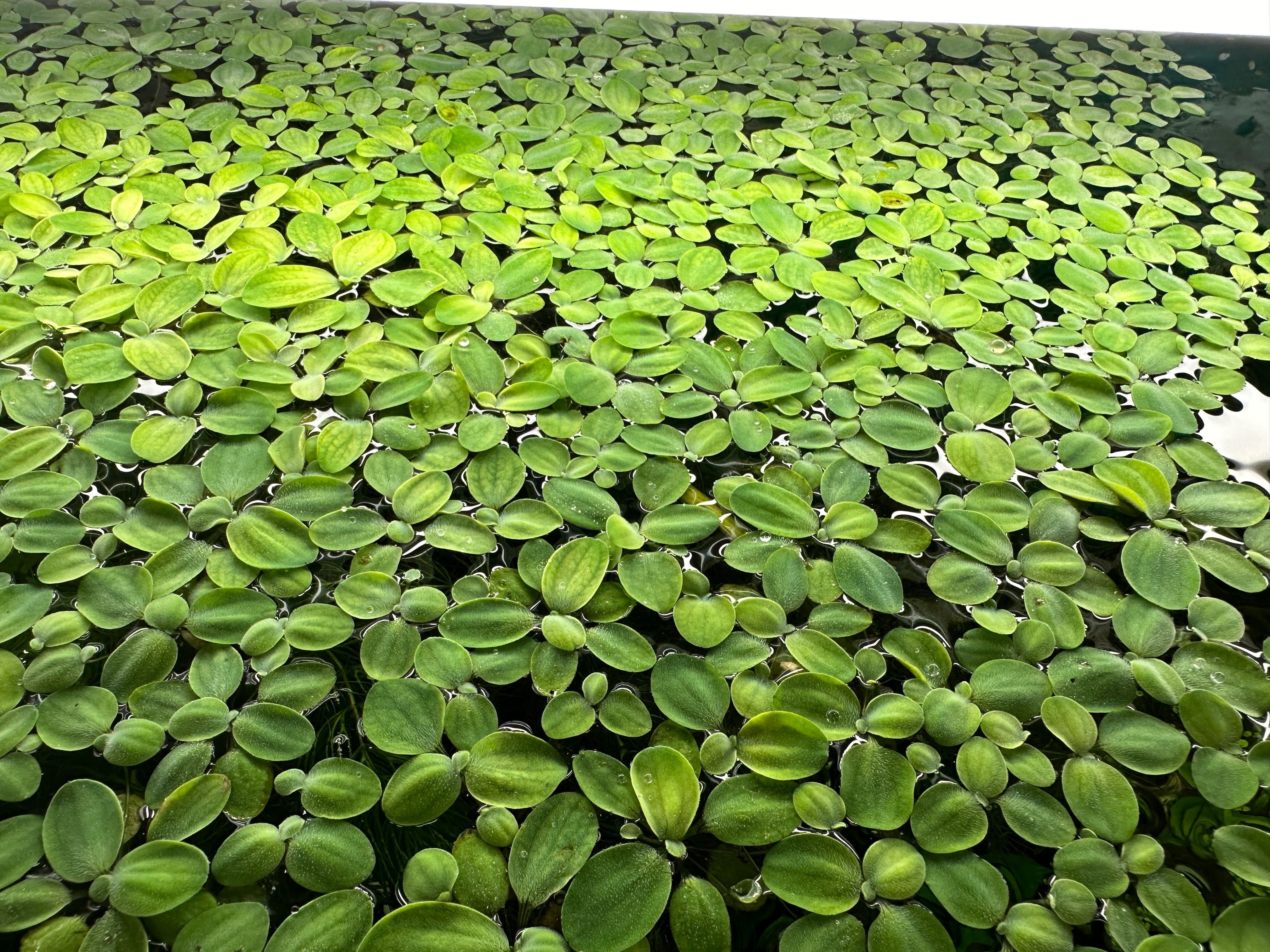 Акваріумні плаваючі рослини Водорості пістія капуста
