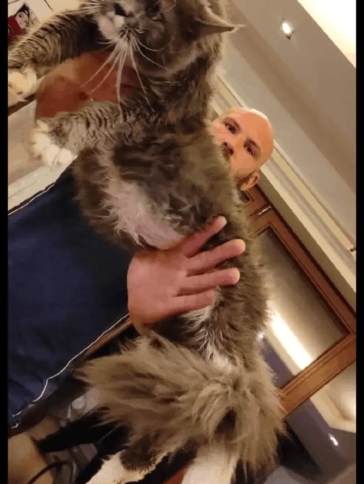 Mainecoon Kocurek czarny ze srebrem Felis Polonia