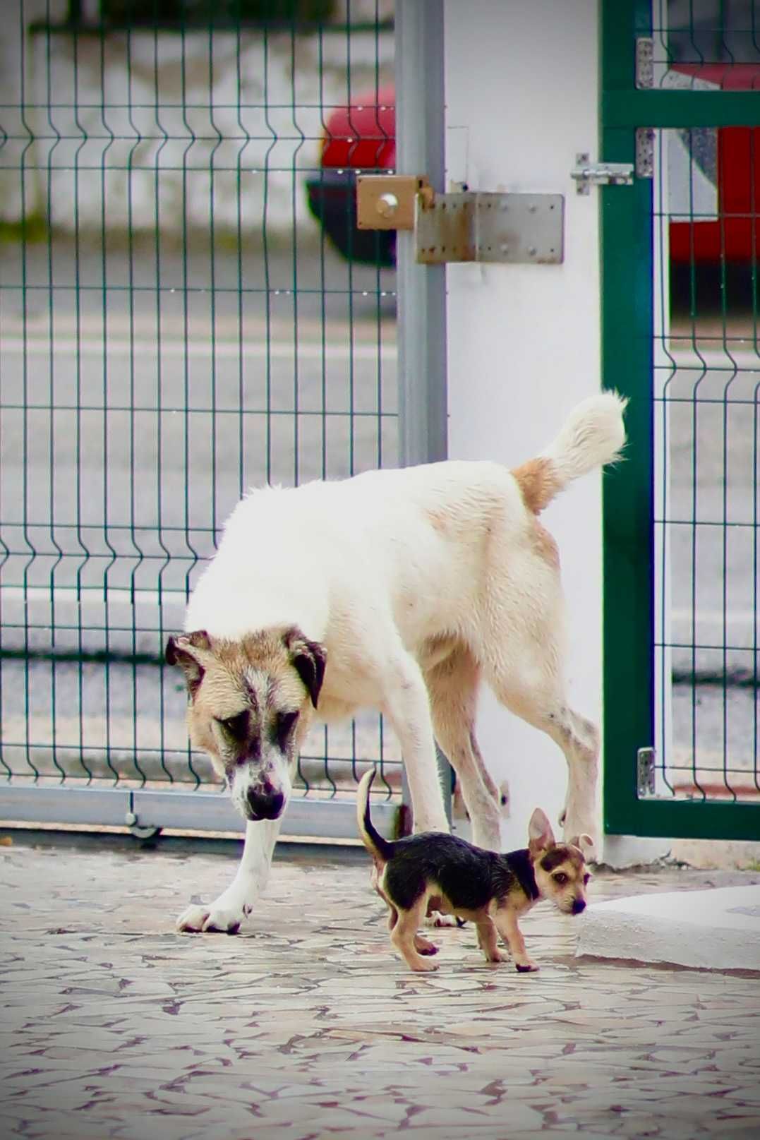 Cão Grande Porte para Adoção (Zeus)