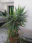 Planta yucca em vaso de barro.