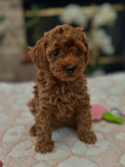 Pudel Toy Red Ruda SUCZKA