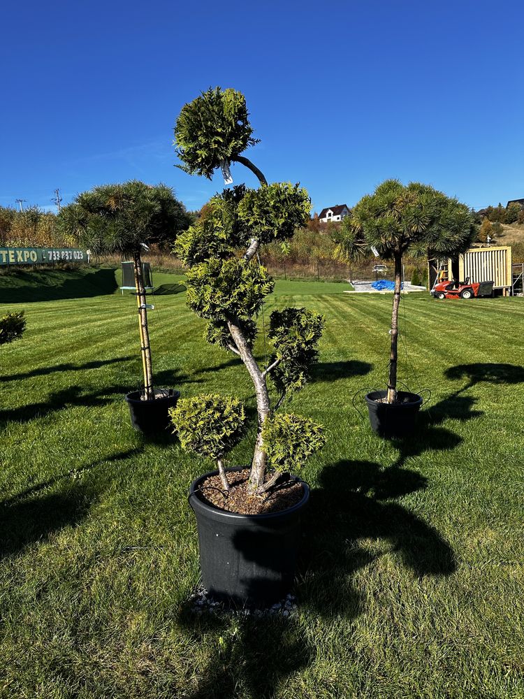 Sosna  na pniu , pinus nigra pierrick bregeon