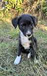 Bebés para adopção