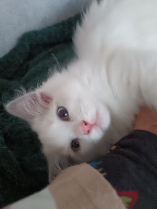 Kotek Ragdoll z legalnej hodowli