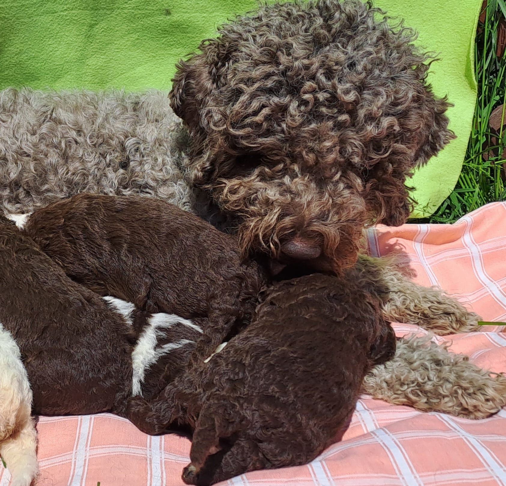 Szczeniaki lagotto romagnolo