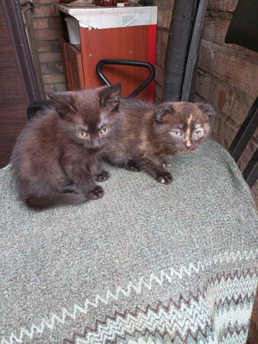 Кошенята в добрі руки