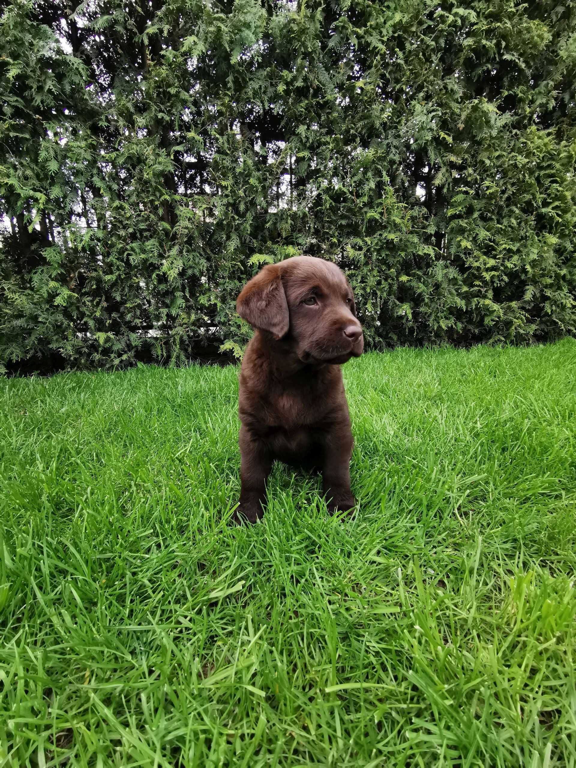 Labrador Retriever Czekoladowa Suczka ZKwP FCI