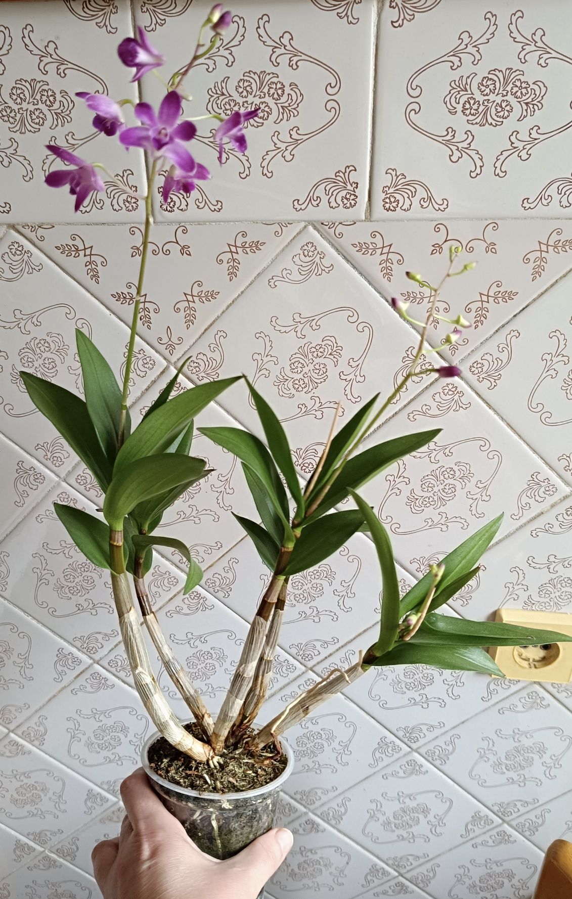Орхидея дендробиум Den. Berry Oda